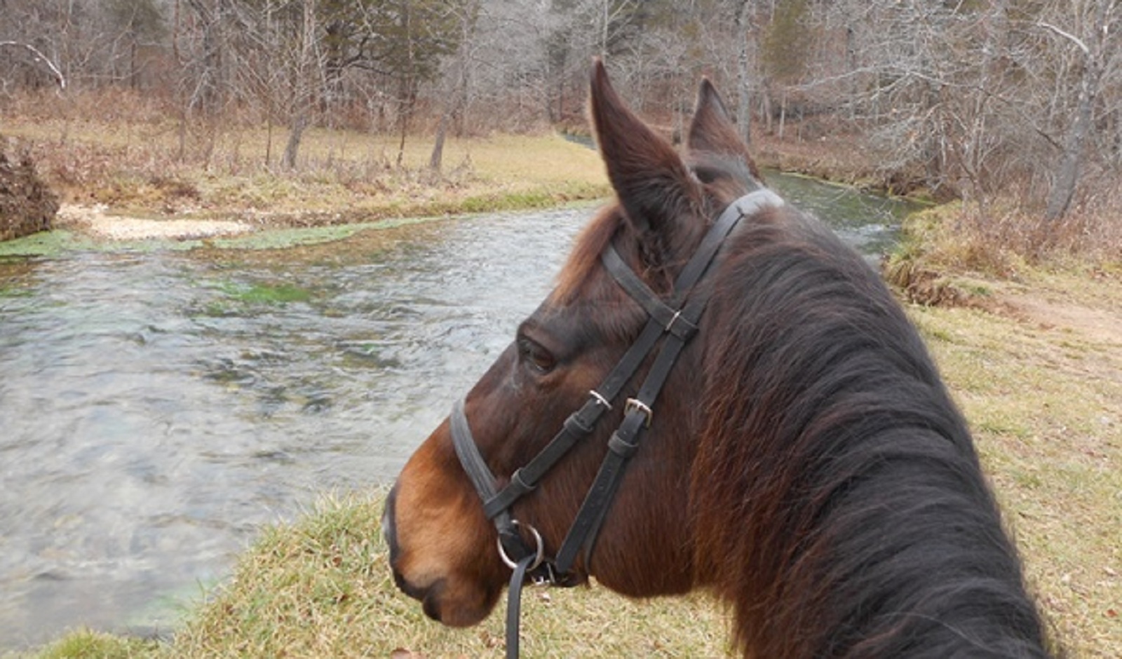 Researching Your OTTB  Retired Racehorse Project